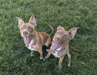 dogs.jpg
