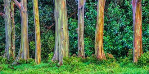 landscape-1490811548-index-rainbow-eucalyptus.jpg